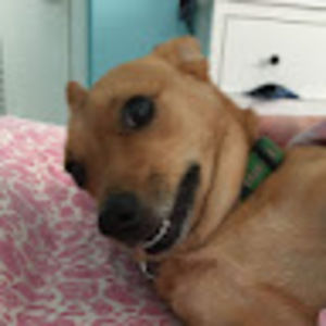 Meet your Posher, Gretchen